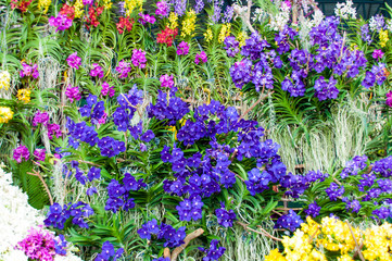 Obraz premium blue orchid flowers