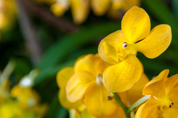 Fototapeta na wymiar yellow flower/Beautiful bouquet of flowers