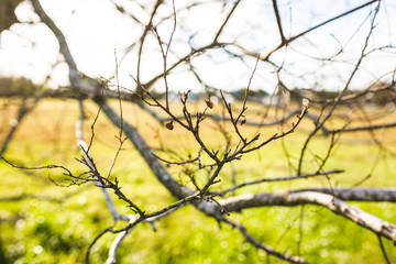 Autumn Tree No Leaves Fall Season 