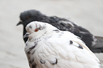 bird of prey
