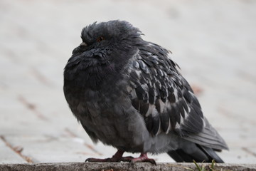 bird on the fence