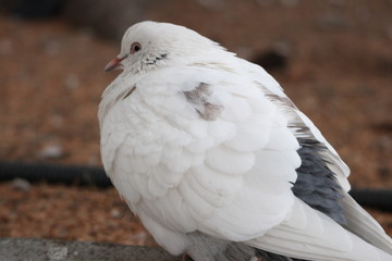 white pigeon