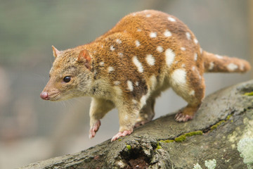 Tiger Quoll Walking on a Branch