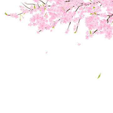 桜のイラスト。桜とは、日本の春に咲く代表的な花。