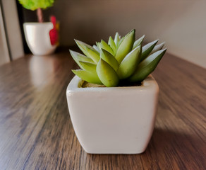 Cactus succulent in white ceramic pot on wooden table,green stone rose,desert plant.