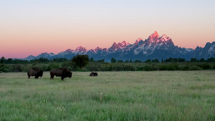 sunrise shot of a bison walking in a field with grand teton in the background © chris