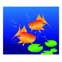 Double goldfish, swimming, bubbles, seaweed, black background