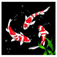 Koi Fish, Fancy Carp, Swimming, Lotus Leaf, Blue Background