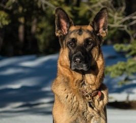 Serious German Shepherd Dog sitting in snow with trees in bacjground.