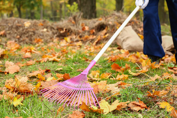 Man cleaning up autumn leaves outdoors