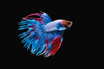 White red and blue crowntail , White red and blue betta fish, Siamese fighting fish, betta splendens (Halfmoon betta, Pla-kad (Biting fish) isolated on black background.