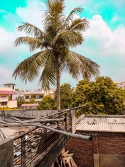 Coconut Tree in Indian Plains HDR Photo Captured By Utkarsh Dubey