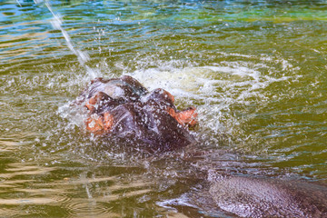 Common hippopotamus (Hippopotamus amphibius) or hippo in water