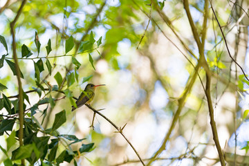 Hummingbird resting on a tree branch