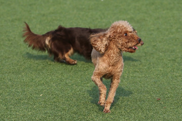 Happy puppies in a private playground