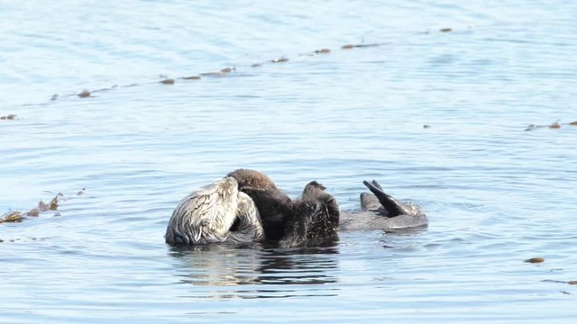 HD Video of a California Sea Otter grooming and playing in shallow ocean waters close to shore. Sea otters spend much of their time grooming. When eating, sea otters roll in the water frequently.