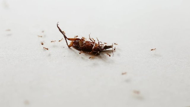 Ants carrying a death cockroach on floor