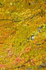 The scenery of autumn leaves in Kyoto,Japan.