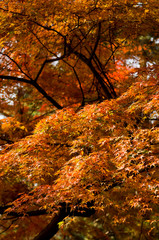 The scenery of autumn leaves in Kyoto,Japan.