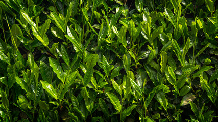 Tea plantation : Japanese tea leaves in close up.