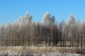 Rimy snow covered trees on fiekd edge on clear blue sky background, beautiful European nature landscape