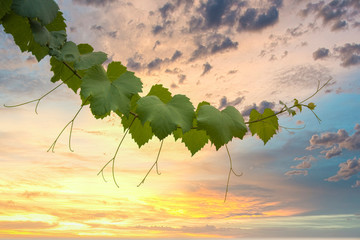 Ornamental grapevine branch in front of a vibrant sunset background