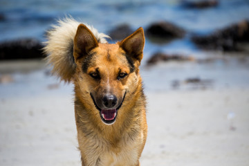 smiling german shepherd dog