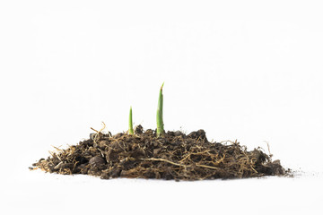 A close-up of a sprout on a white background.