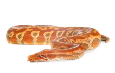 Python brongersmai in studio