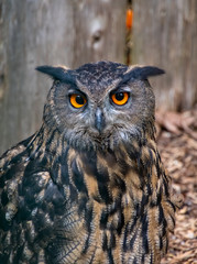Close up portrait of a grey owl that seems to smile.