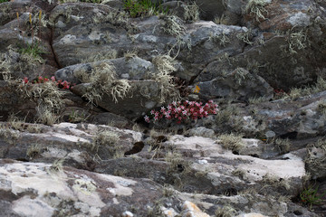 Fields of Connemara, Ireland