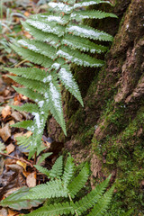 fern leaves in the forest among the trees covered with snow