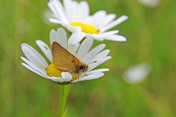 Kwiaty polne i owady © Patdrig Torc