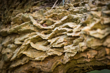 Tree bark with textures in pampa argentina