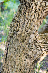 Obraz premium Tree bark with textures in pampa argentina