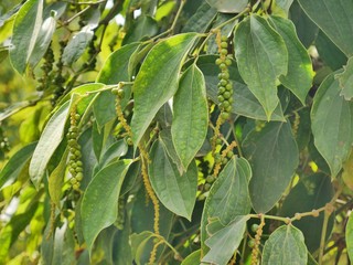 Pepper plants on plantation in Kampot, close- up