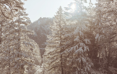 Winter in Yosemite