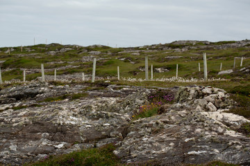 Fields of Connemara, Ireland