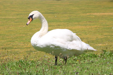 swan on lake