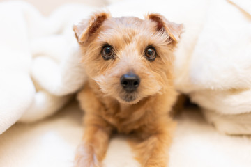 ベッドで眠るノーフォークテリア犬