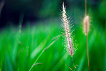 Grass flowers