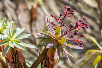 Euphorbia bravoana Tabaiba macha Detail Blüte - obrazy, fototapety, plakaty