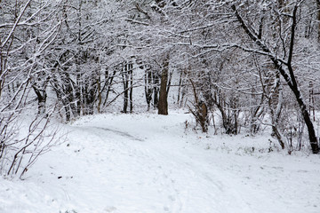 snowed winter forest with trail