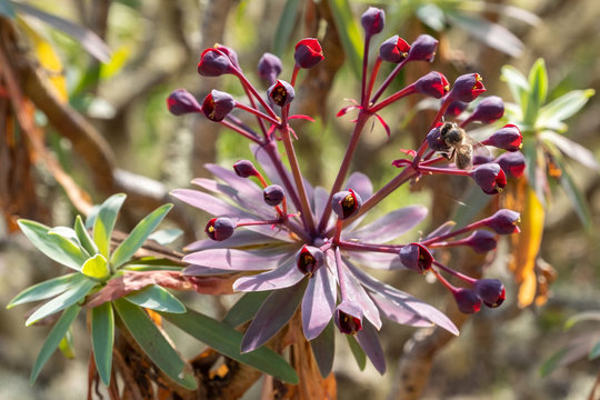 Euphorbia bravoana Tabaiba macha Detail Bl&uuml;te