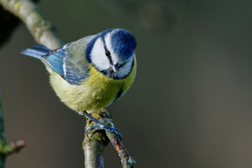 Obraz premium Blue tit