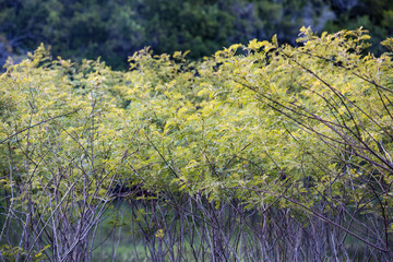 Typical native shrubs of the Argentine pampas