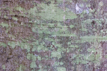 The texture of the tree bark of beech and oak in autumn Park on a cloudy day.