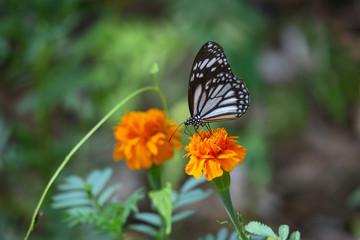 Tropical Paper Kite Nymph butterfly on Orange Flower in Filipino Nature Park
