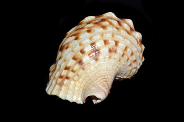cockleshell isolated on black background