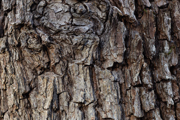 The texture of the tree bark of beech and oak in autumn Park on a cloudy day.
